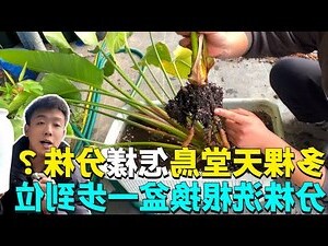 天堂鳥 分株